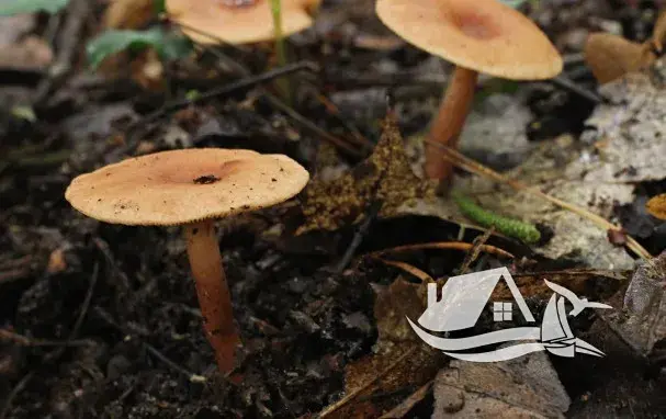 Prodej bytu 3+kk, Bansko, Bulharsko, 102 m2