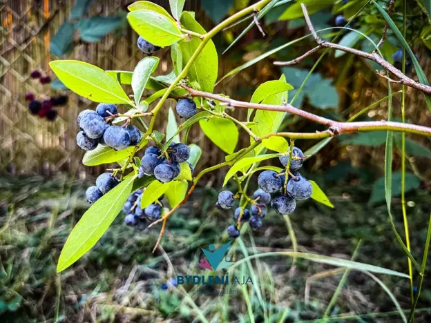 Prodej zahrady, Teplice, Kopřivová, 400 m2
