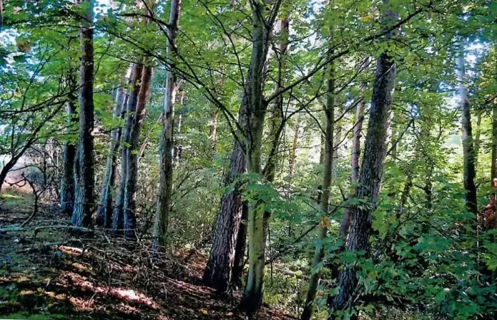 Prodej lesa, Dolní Vilémovice, 5435 m2