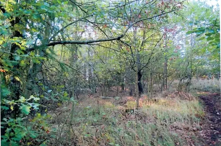 Prodej lesa, Budišov, 1061 m2