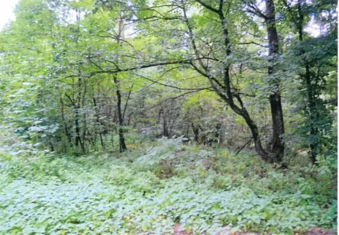 Prodej lesa, Ivančice, 7188 m2