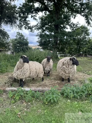 Prodej pozemku pro bydlení, Čížkov, 3589 m2
