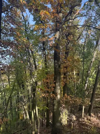 Prodej lesa, Jeníkovice, 12606 m2