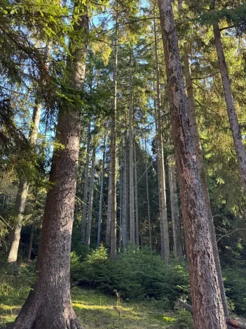 Prodej lesa, Havlovice, 13402 m2