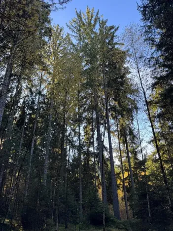 Prodej lesa, Havlovice, 13402 m2