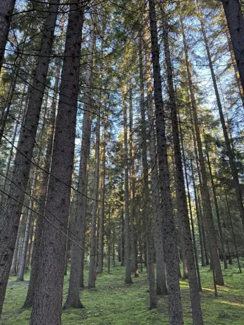 Prodej lesa, Havlovice, 13402 m2