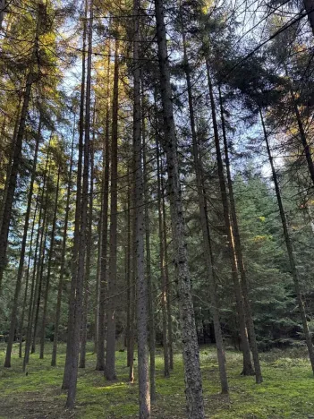 Prodej lesa, Havlovice, 13402 m2