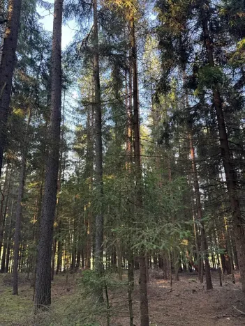 Prodej lesa, Havlovice, 13402 m2
