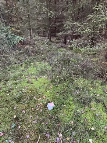 Prodej lesa, Havlovice, 13402 m2