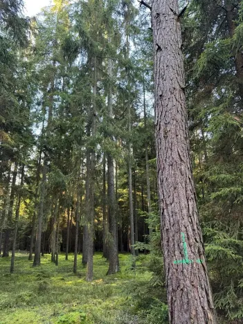 Prodej lesa, Havlovice, 13402 m2