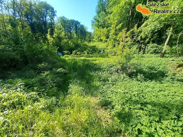 Prodej lesa, Diváky, 6415 m2