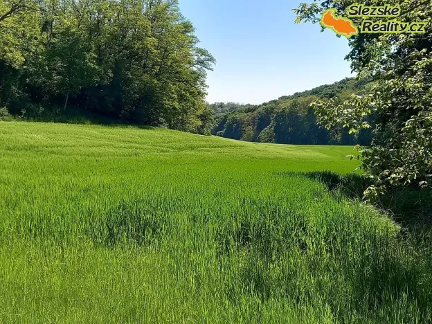 Prodej lesa, Diváky, 6415 m2