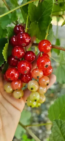 Prodej rodinného domu, Hředle, 398 m2