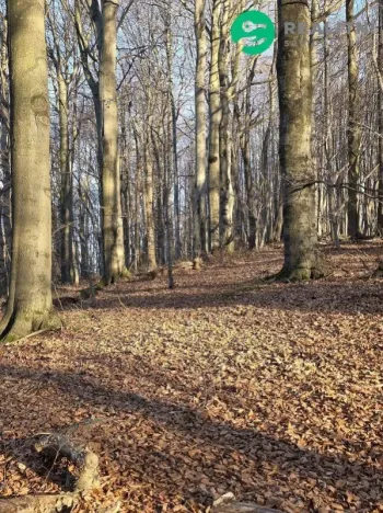Prodej lesa, Vsetín, Semetín, 96946 m2