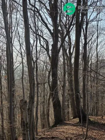 Prodej lesa, Vsetín, Semetín, 96946 m2