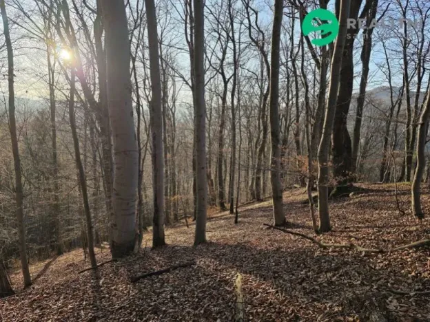 Prodej lesa, Vsetín, Semetín, 96946 m2