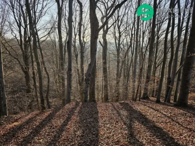 Prodej lesa, Vsetín, Semetín, 96946 m2