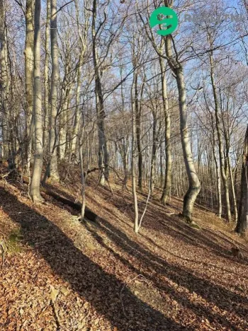 Prodej lesa, Vsetín, Semetín, 96946 m2