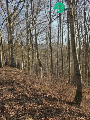 Prodej lesa, Vsetín, Semetín, 96946 m2