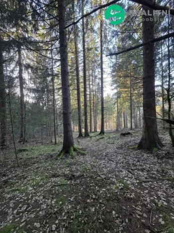 Prodej lesa, Vsetín, Semetín, 96946 m2