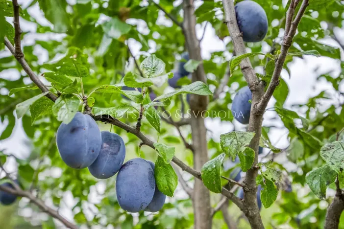 Prodej činžovního domu, České Budějovice, Lidická tř., 652 m2