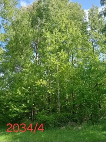 Prodej lesa, Vyskytná, 2174 m2