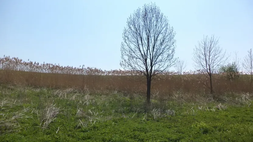 Prodej pozemku, Chotěbuz, 6967 m2