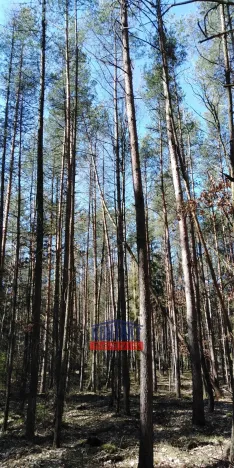 Prodej lesa, Bítouchov, 100105 m2