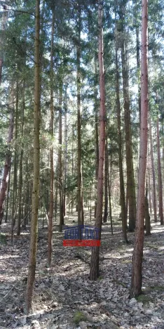 Prodej lesa, Bítouchov, 100105 m2