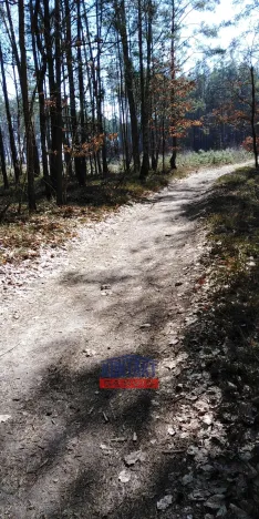 Prodej lesa, Bítouchov, 100105 m2