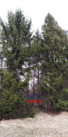 Prodej lesa, Lužná, 13657 m2