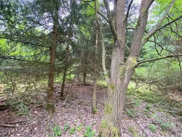 Dražba lesa, Blížejov, 6627 m2