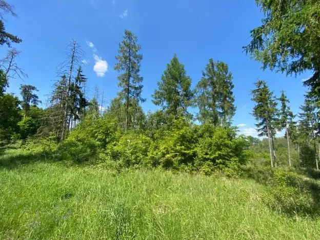 Dražba lesa, Kropáčova Vrutice, 15167 m2