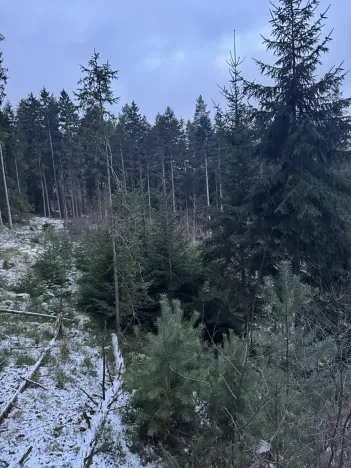 Prodej lesa, Vacov, 14711 m2