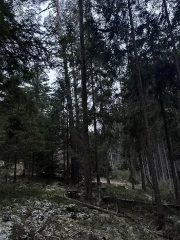 Prodej lesa, Vacov, 14711 m2