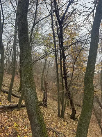 Prodej lesa, Otinoves, 1464 m2