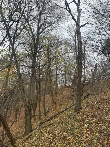 Prodej lesa, Otinoves, 1464 m2