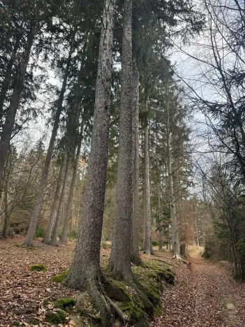 Prodej lesa, Petrovice II, 11117 m2