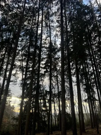 Prodej lesa, Petrovice II, 11117 m2