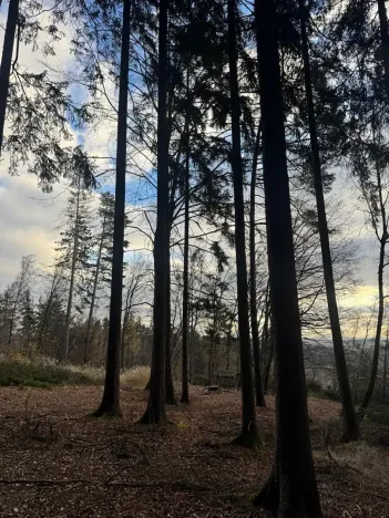 Prodej lesa, Petrovice II, 11117 m2