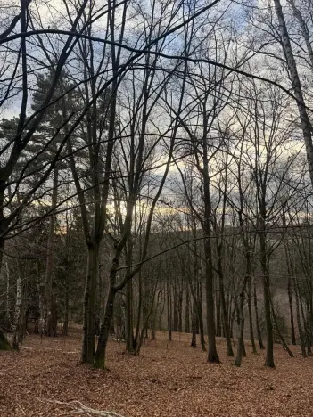 Prodej lesa, Petrovice II, 11117 m2