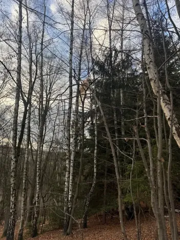 Prodej lesa, Petrovice II, 11117 m2