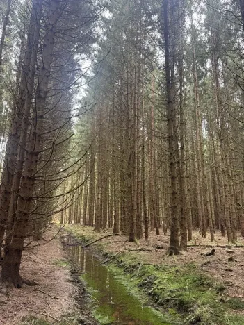 Prodej lesa, Dvory nad Lužnicí, 3483 m2