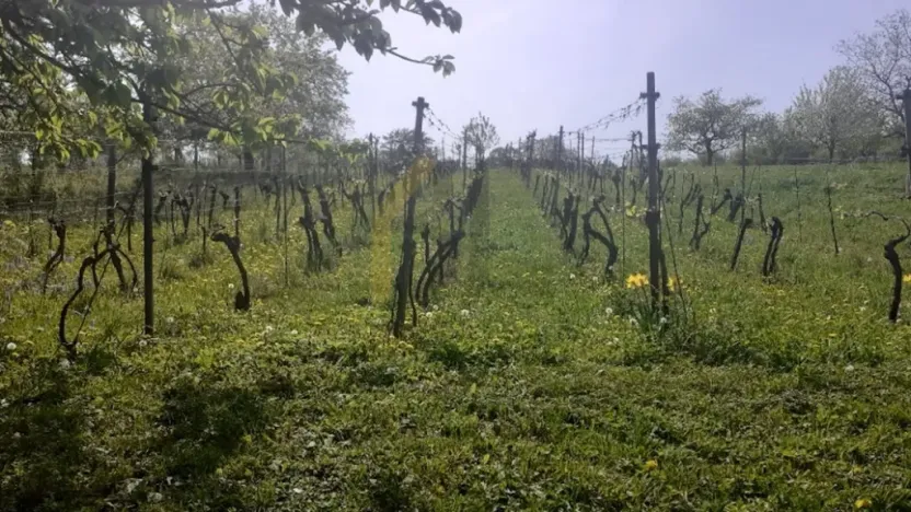 Prodej sadu/vinice, Strážnice, 2284 m2