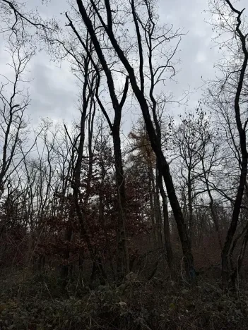 Prodej podílu lesa, Lesonice, 6189 m2