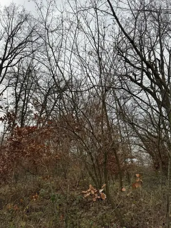 Prodej podílu lesa, Lesonice, 6189 m2