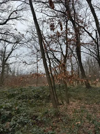 Prodej podílu lesa, Lesonice, 6189 m2