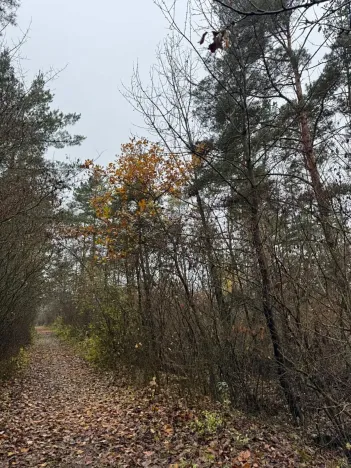 Prodej lesa, Budyně nad Ohří, 3677 m2
