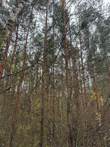 Prodej lesa, Budyně nad Ohří, 3677 m2