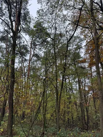 Prodej lesa, Budyně nad Ohří, 3763 m2